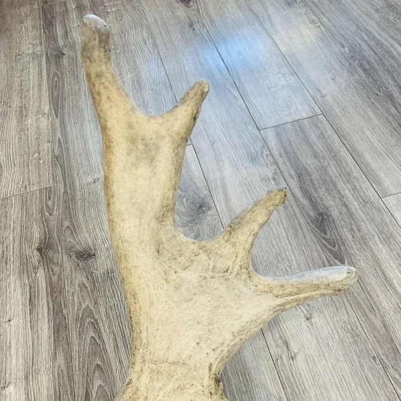 Naturally Shed Wild Moose Antler (Horn, Knife, Carving, Chew, Taxidermy) Full - Picture 8 of 16